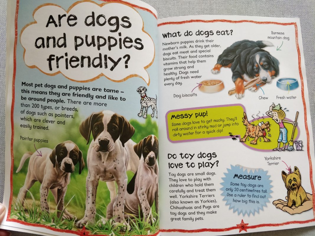 First Questions & Answers Dogs and Puppies Why do Puppies chew