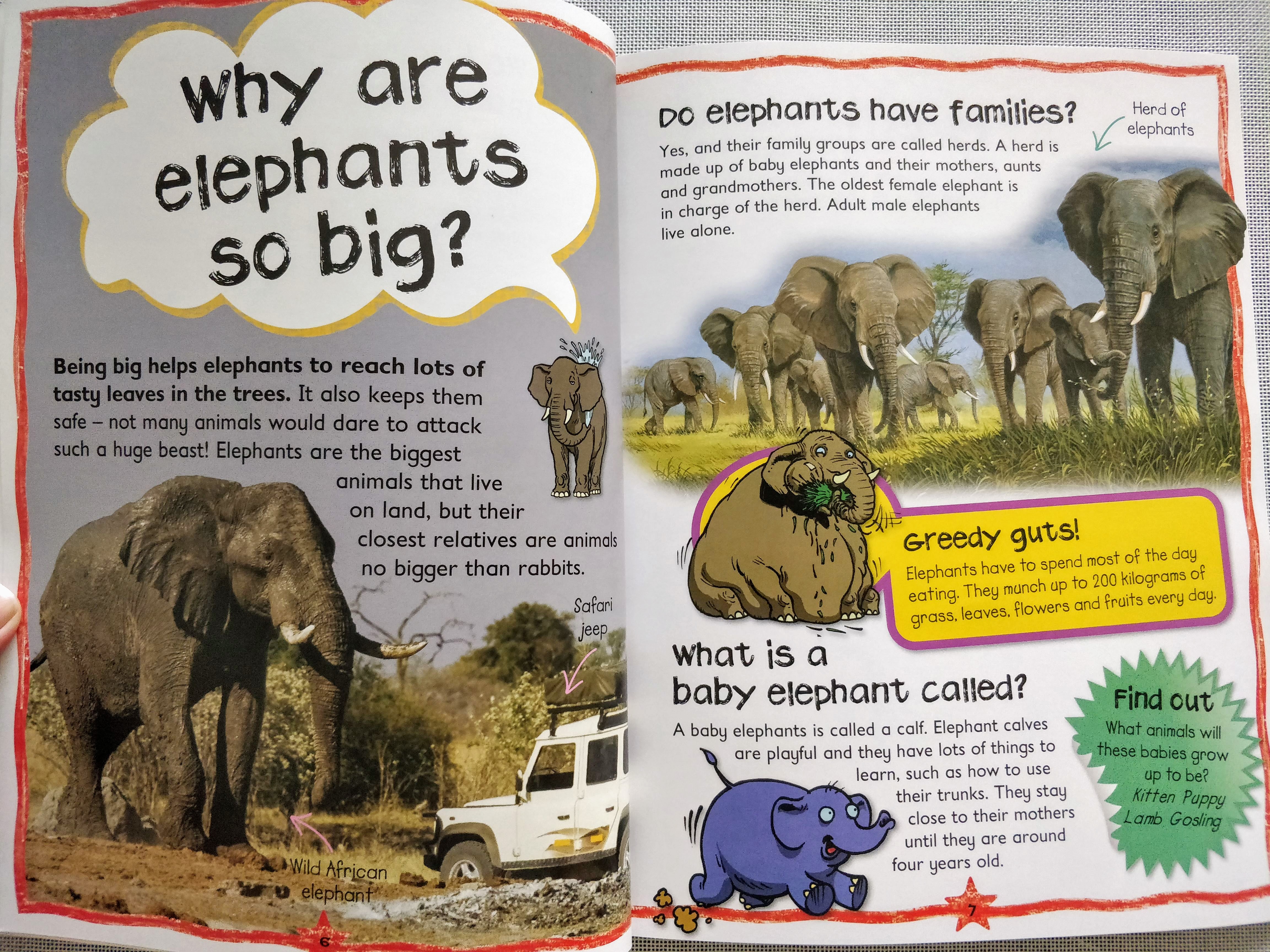 First Questions & Answers Elephants Why do Elephants Trumpet