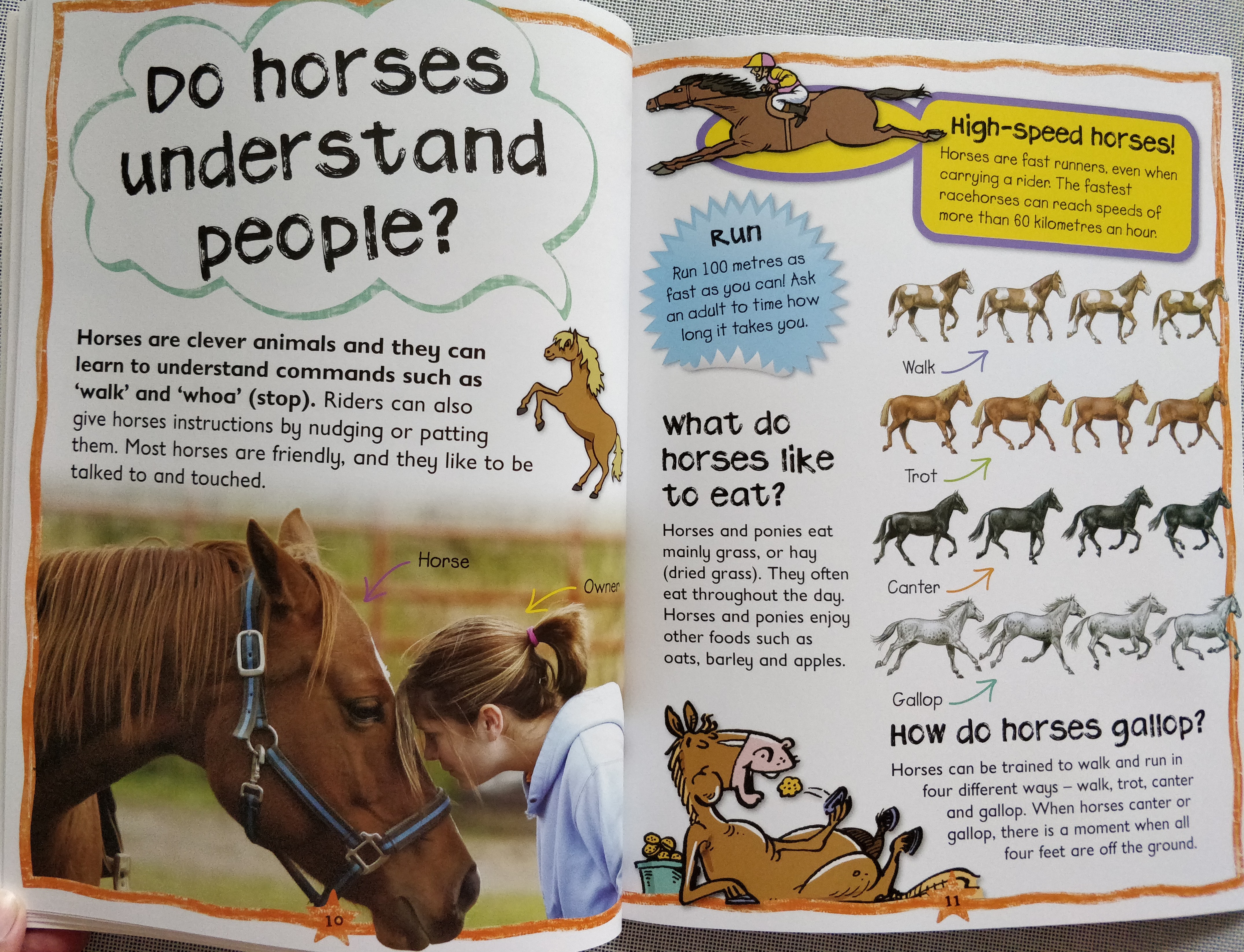 First Questions & Answers Horses and Ponies Why do Horses wear