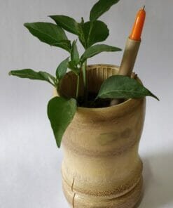 Plantable Seed Pens - Box of 8 - Planted in a pot