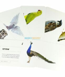 Birds Flashcards (2)