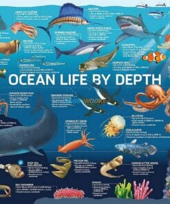 500 Piece Jigsaw Puzzle Ocean Life