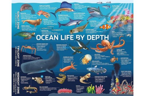 500 Piece Jigsaw Puzzle Ocean Life