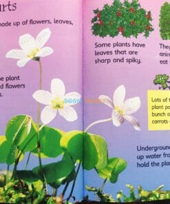 How-Flowers-Grow-Usborne-Beginners-9780746074503-inside-3.jpg