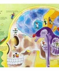 See Inside your body Usborne 50 flaps inside1