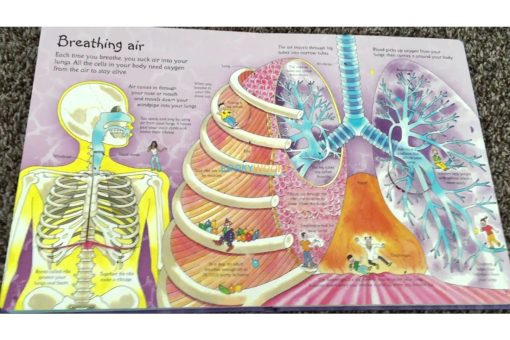 See Inside your body Usborne 50 flaps inside2
