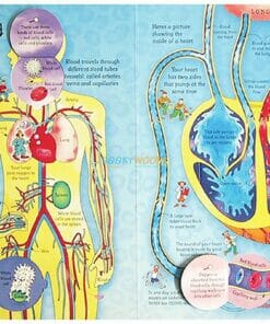 See Inside your body Usborne 50 flaps inside4