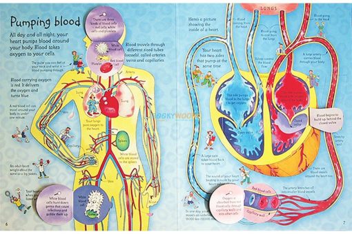 See Inside your body Usborne 50 flaps inside4