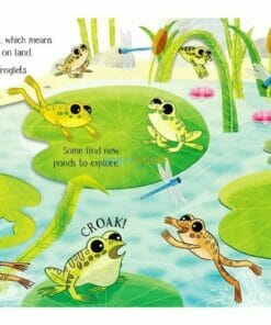 One Little Frog Usborne Life Cycles