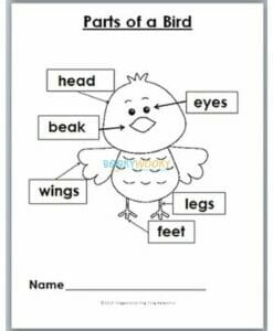 Birds Worksheets with Craft Material